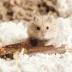 Russian Dwarf Hamster image thumbnail 2