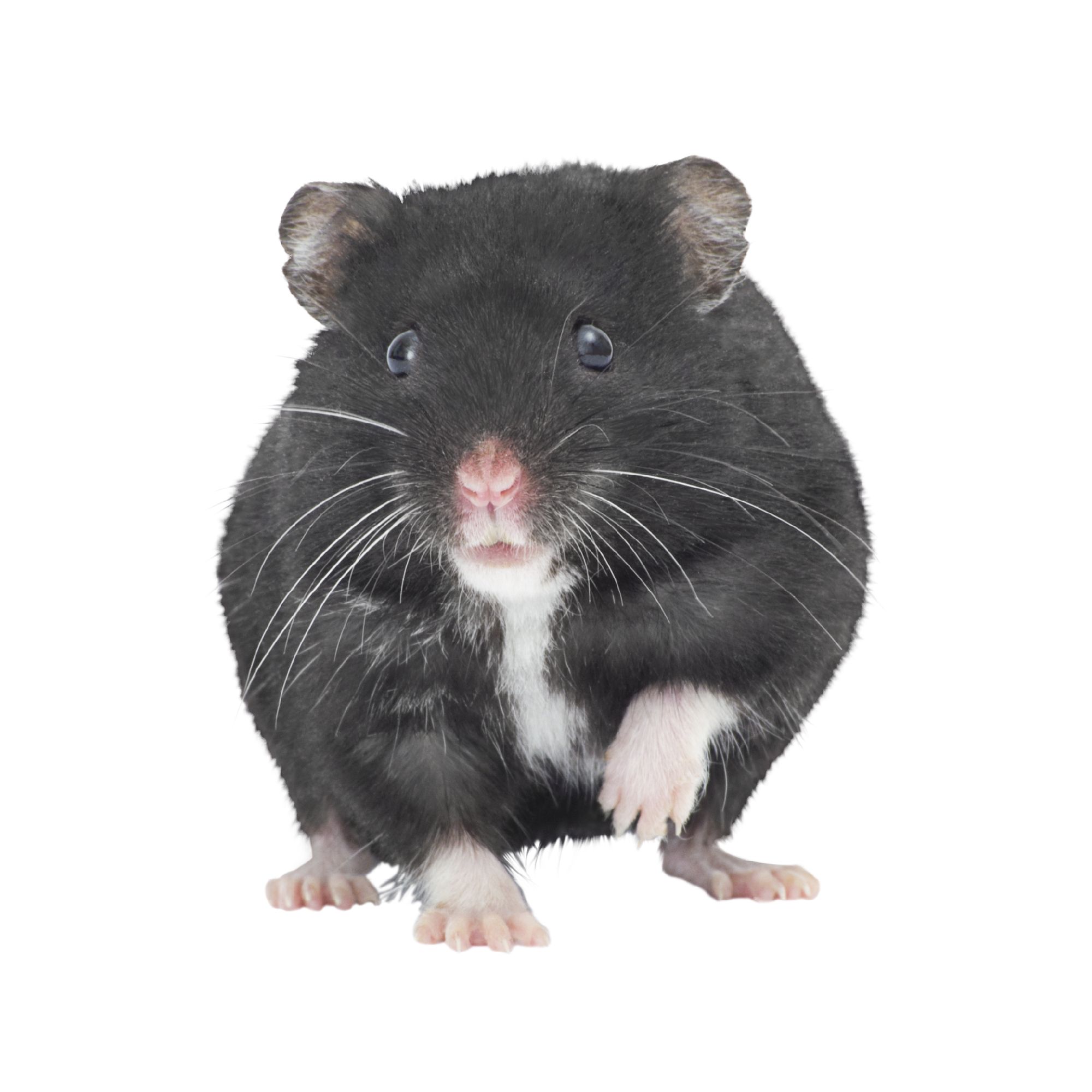 Dwarf hamsters outlet for sale online