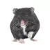 Russian Dwarf Hamster image thumbnail 1