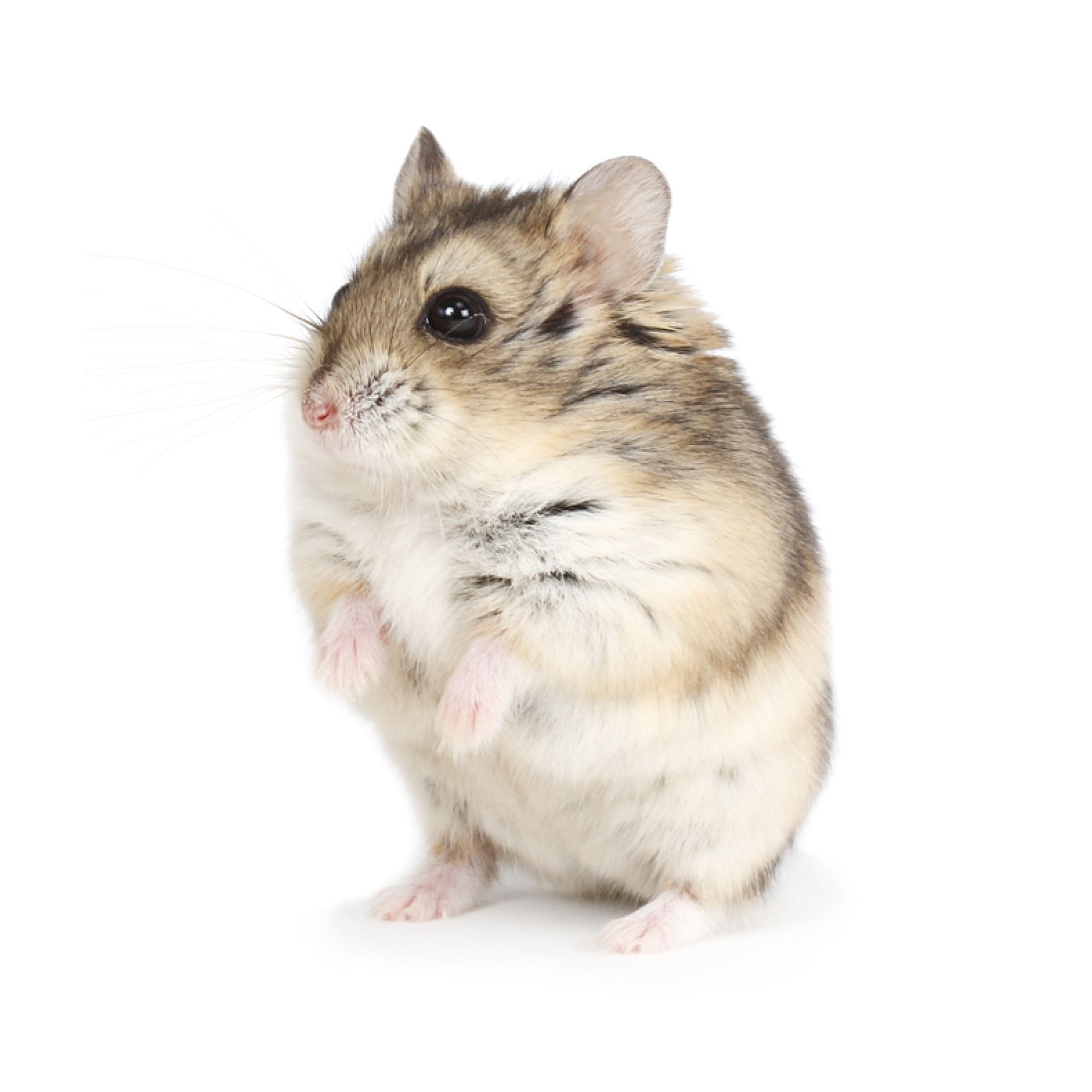 russian dwarf hamster