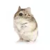 Russian Dwarf Hamster image thumbnail 2