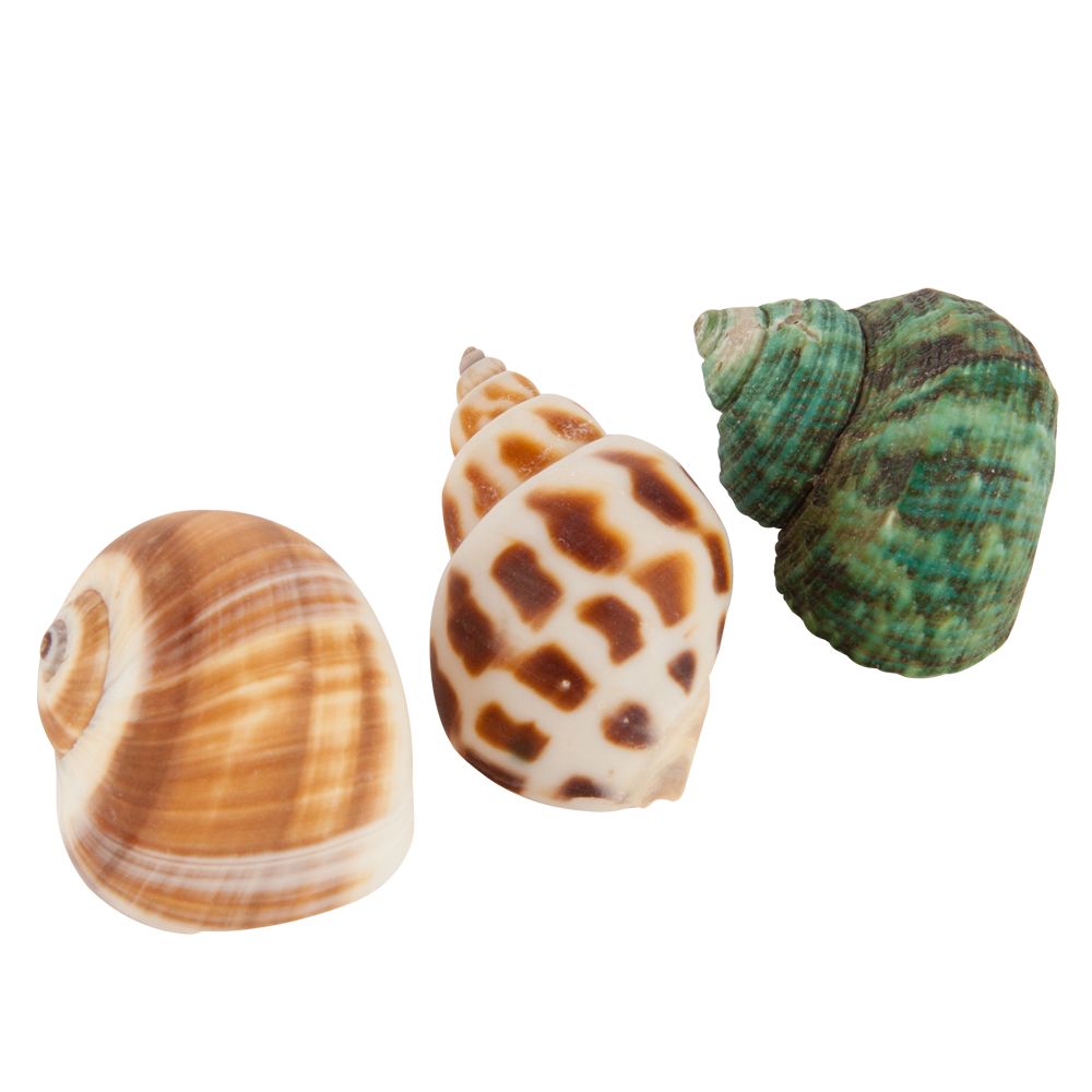 All Living Things® Decorative Hermit Crab Shell | reptile Habitat Décor | PetSmart