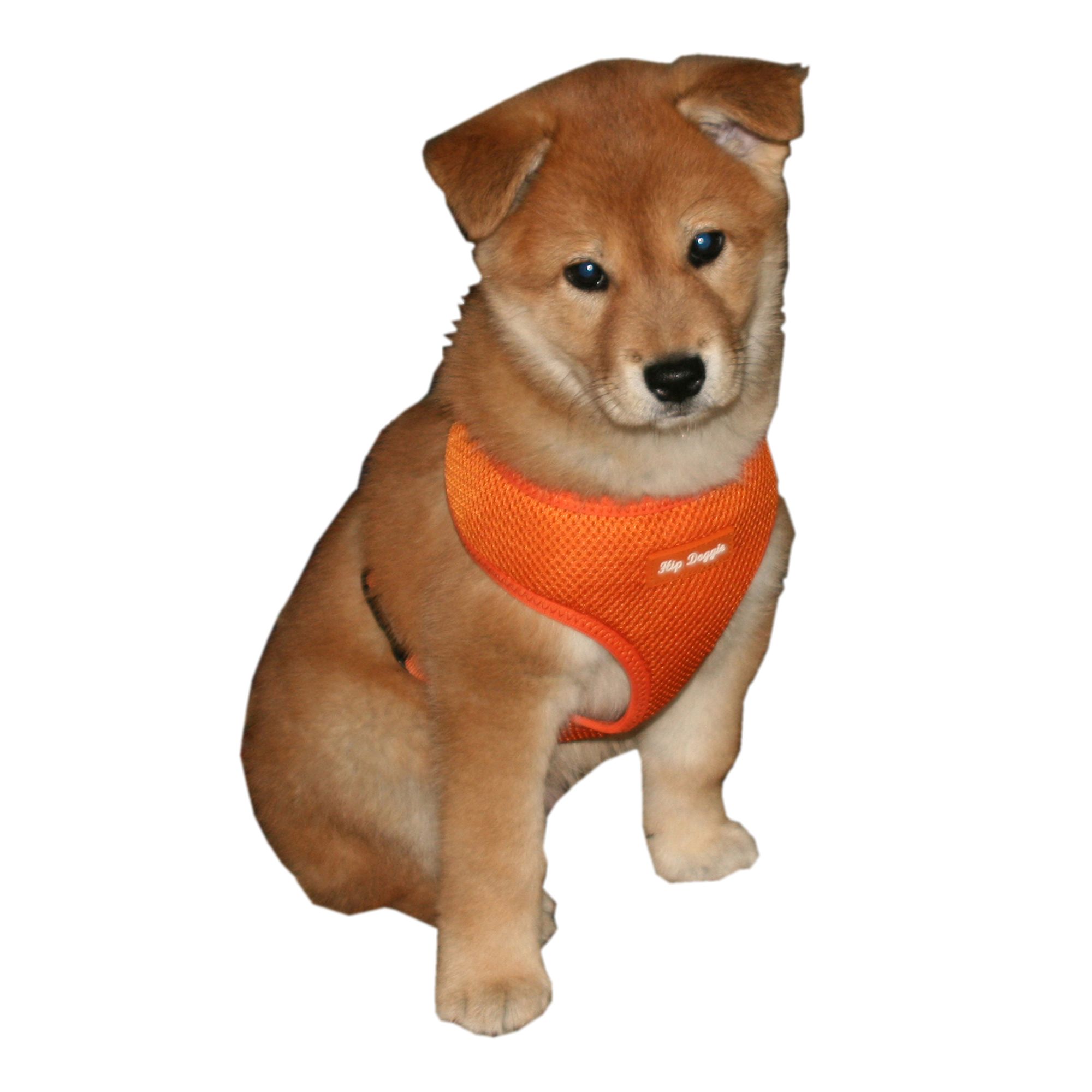 Petsmart life vest best sale