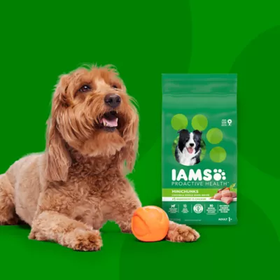 Product IAMS™ Proactive Health Adult Dry Dog Food - High-Protein, Mini Chunks, Chicken & Whole Grains