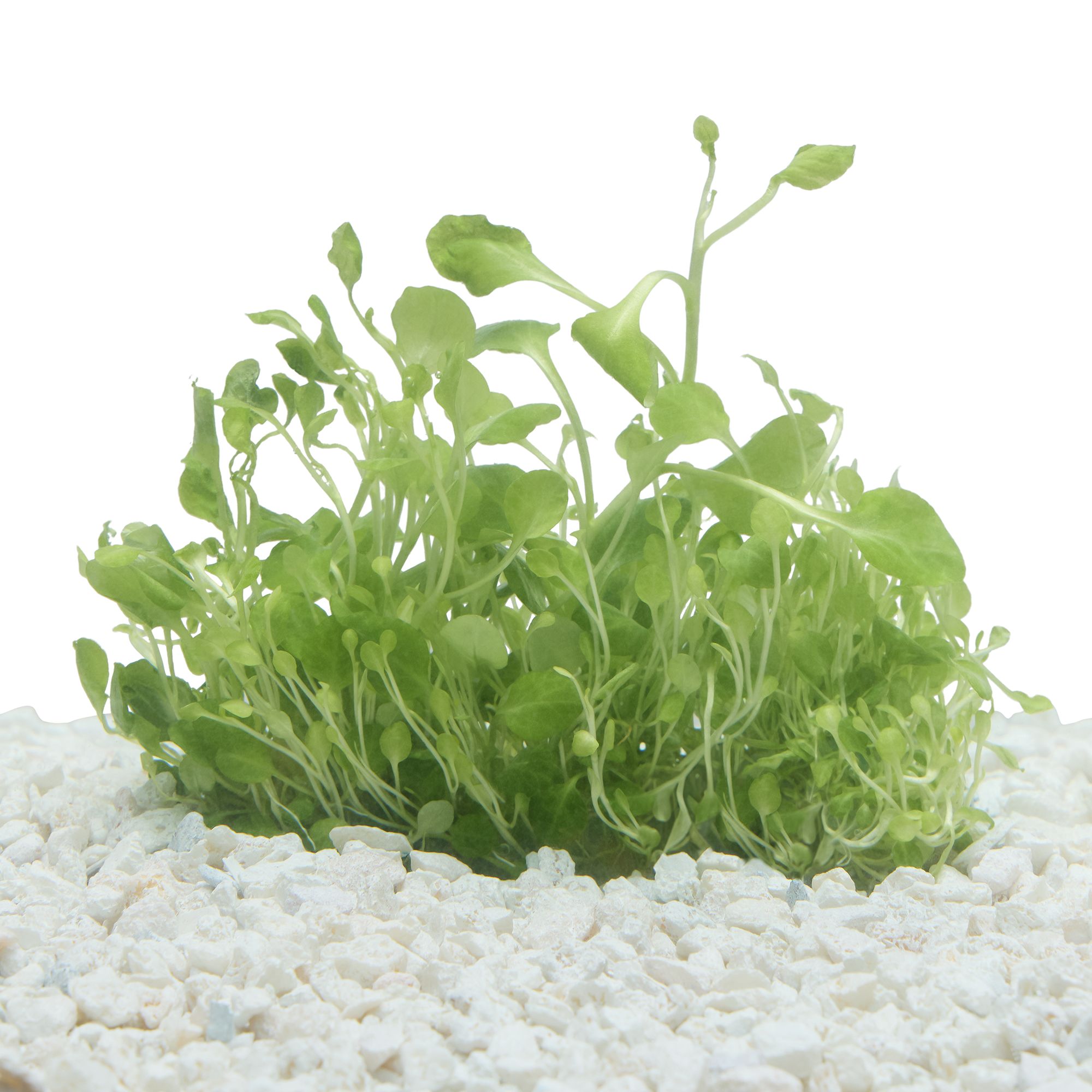 Petsmart store aquarium plants