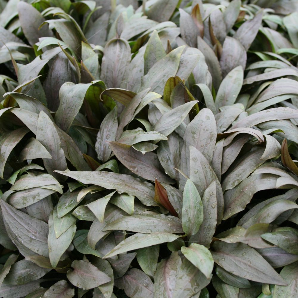 Cryptocoryne Undulata Aquarium Plant fish Live Plants