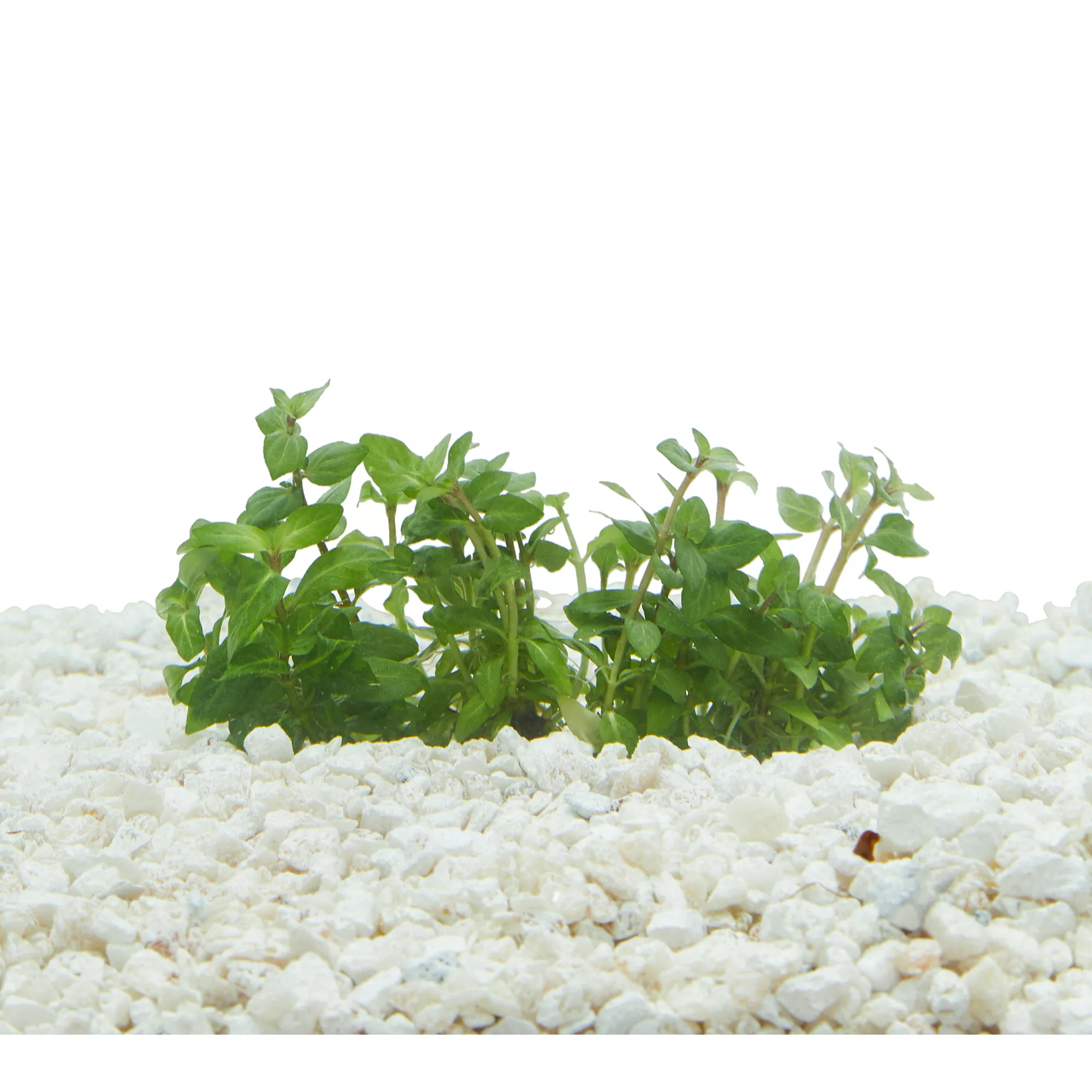 Top Fin® Staurogyne Repens Live Plant