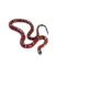 Product Milk Snake