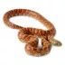 King Snake image thumbnail 1