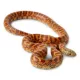 Product King Snake