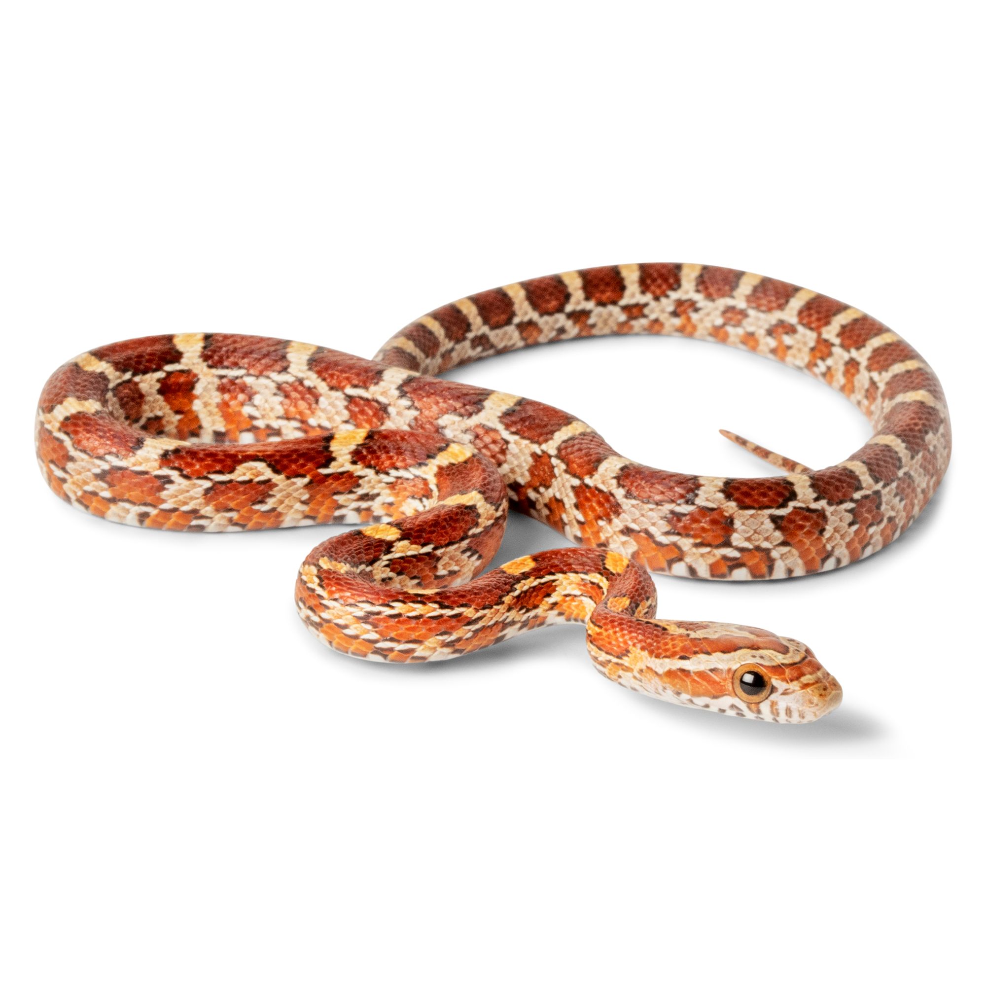 Corn snakes for sale online hotsell