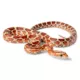 Product Corn Snake