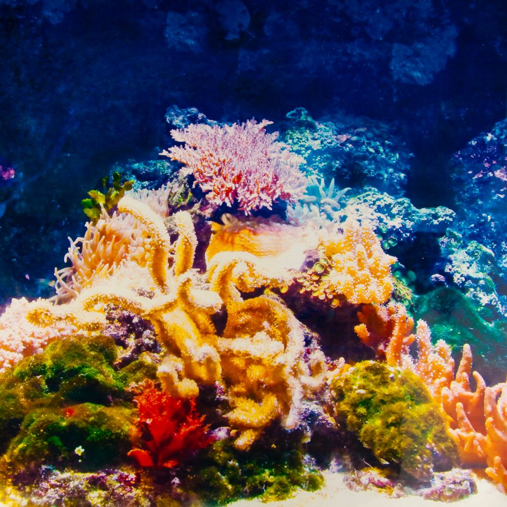 Top Fin® Coral & Seagrass Aquarium Background fish Backgrounds PetSmart