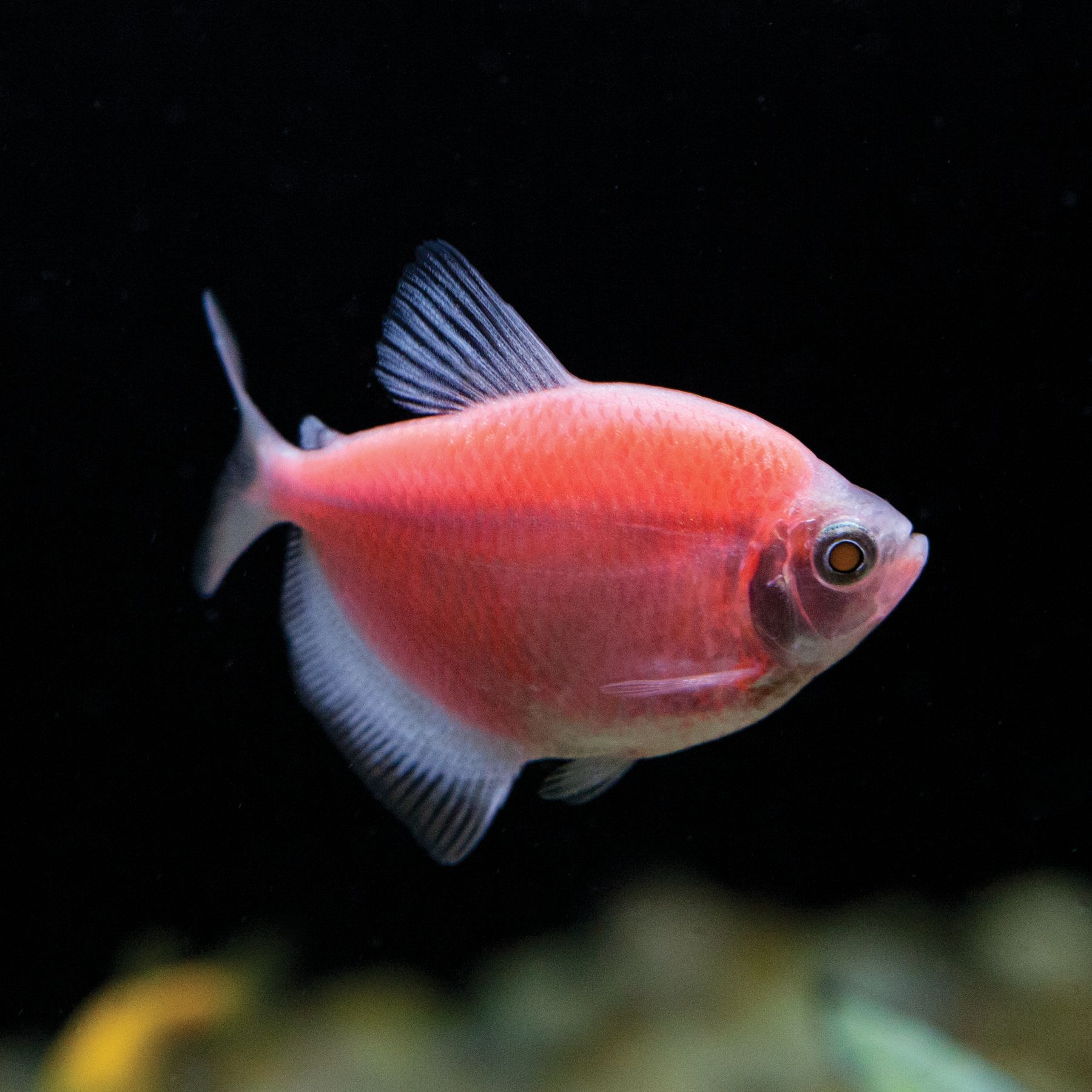 tetra fish glofish