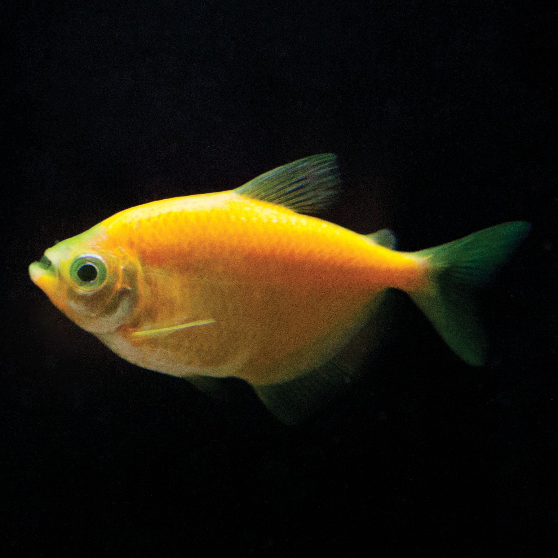 glofish petsmart canada