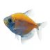 GloFish® Sunburst Orange Tetra image thumbnail 1