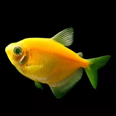 Product GloFish® Sunburst Orange Tetra