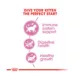 Product Royal Canin® Feline Health Nutrition Young Kitten Dry Cat Food