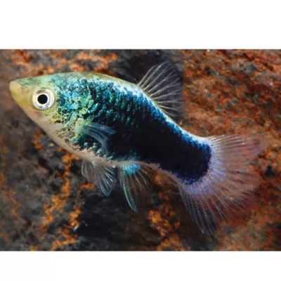 Product Green Lantern Platy