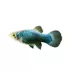 Green Lantern Platy image thumbnail 1