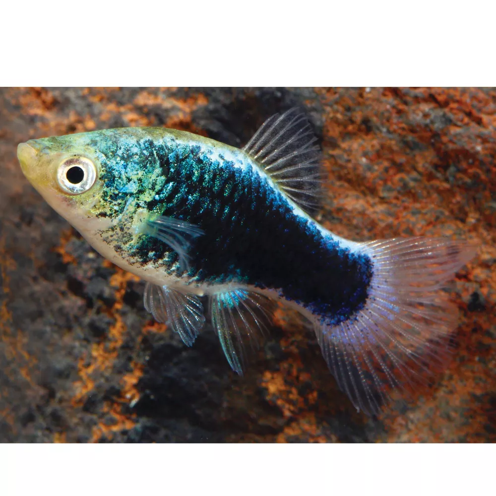 Green Lantern Platy