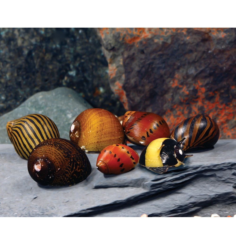 Nerite Snail - Red Racer - Planted Aquaria - Bring Nature Home