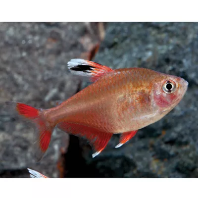 Product PetSmart Candy Cane Tetra