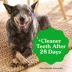 Greenies™ Adult Large Dog Dental Treats - Natural, Oral Health, Original image thumbnail 5