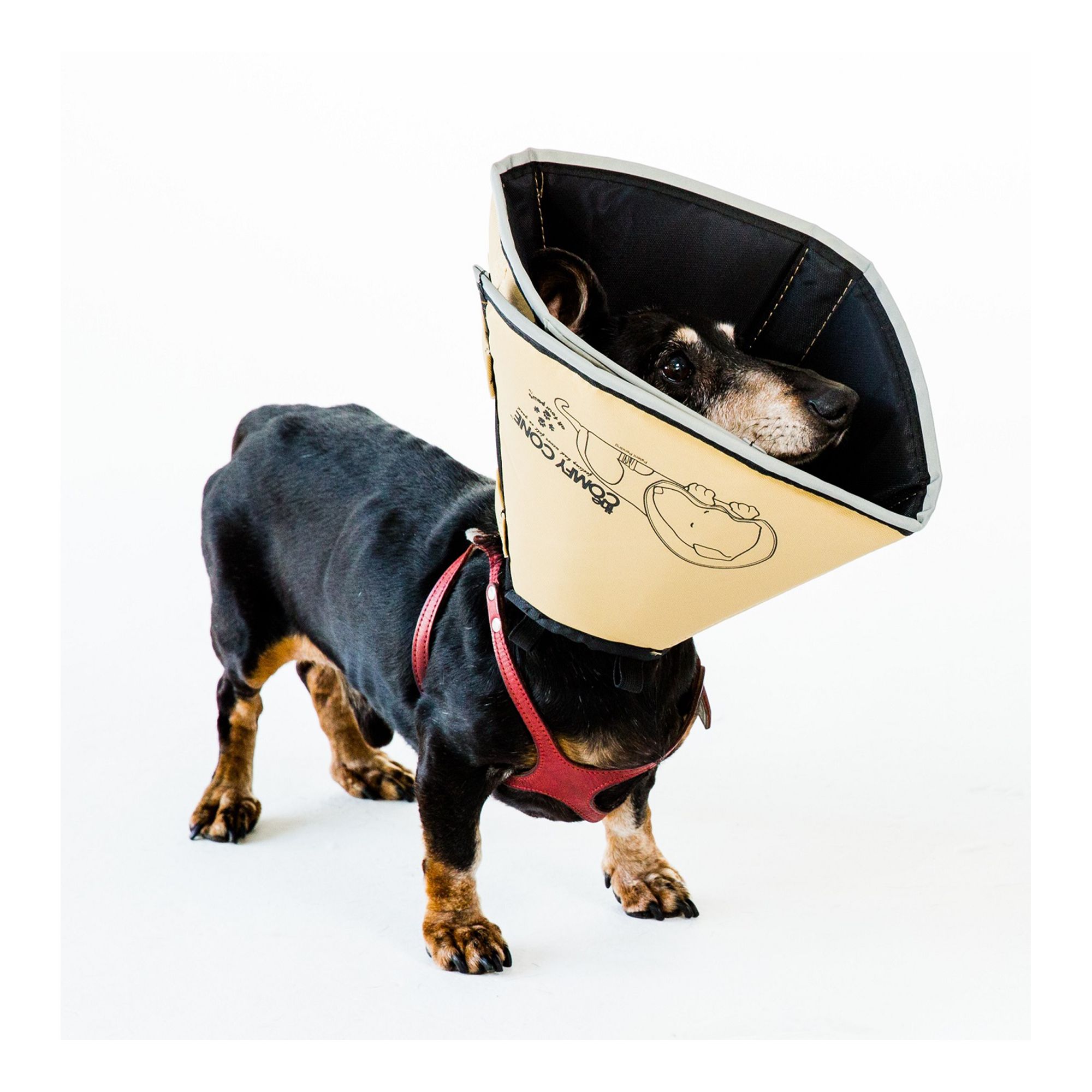 All Four Paws Tan Comfy Cone Dog E Collar dog First Aid