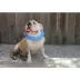 All Four Paws Chill Dog Collar image thumbnail 4