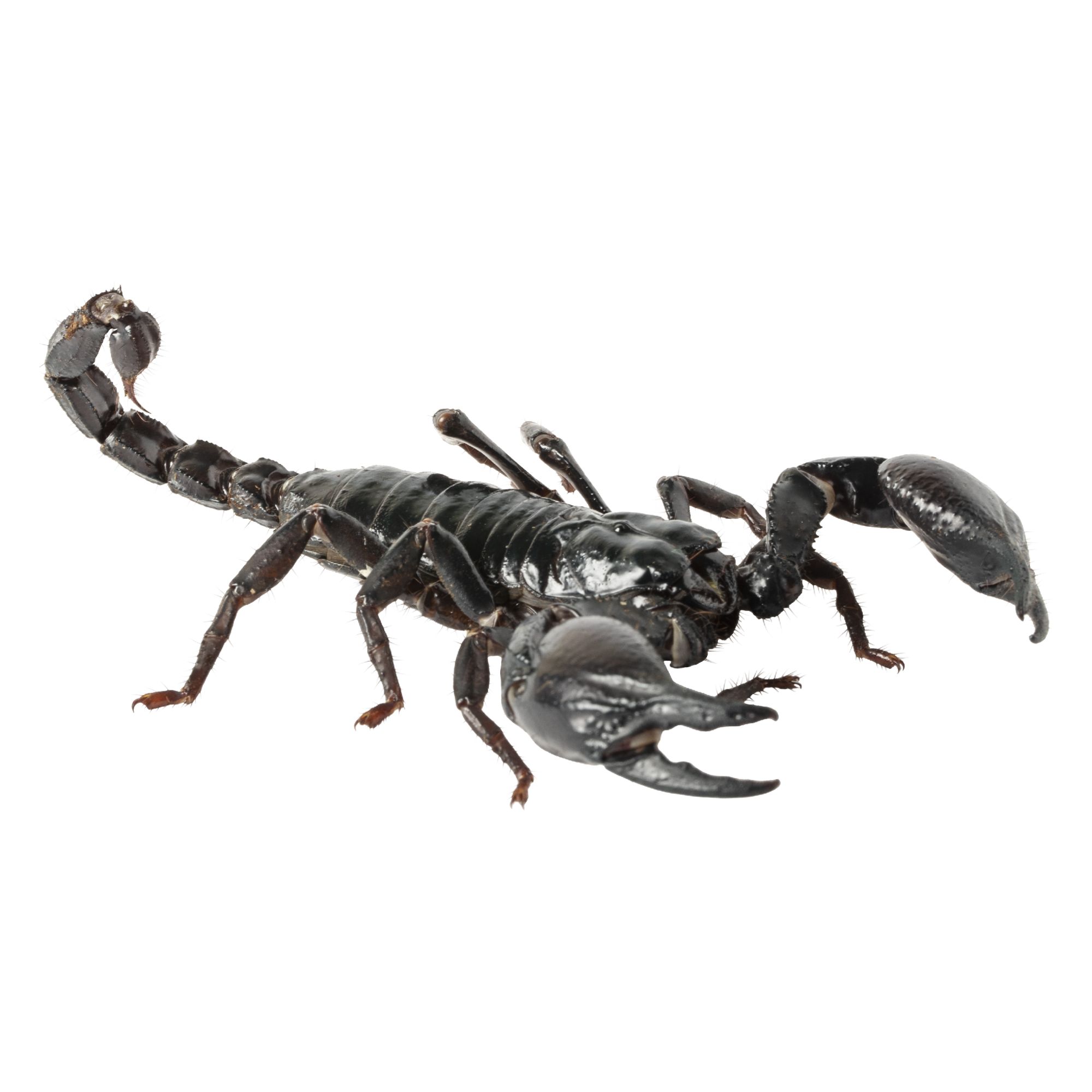 emperor scorpion for sale petsmart