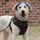 Product Puppia® Soft Adjustable Over-the-Head Mesh Dog Harness