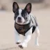 Puppia® Step-In Soft Vest Dog Harness image thumbnail 4