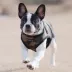 Puppia® Step-In Soft Vest Dog Harness image thumbnail 4