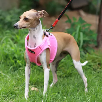 Puppia® Step-In Soft Vest Dog Harness - Image 4