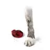 PawZ® Rubber Dog Booties image thumbnail 3