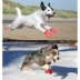 PawZ® Rubber Dog Booties image thumbnail 4