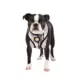 Product Puppia® Junior Over-the-Head Dog Harness