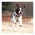 Puppia® Junior Step-In Vest Dog Harness image thumbnail 3