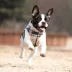Puppia® Junior Step-In Vest Dog Harness image thumbnail 3