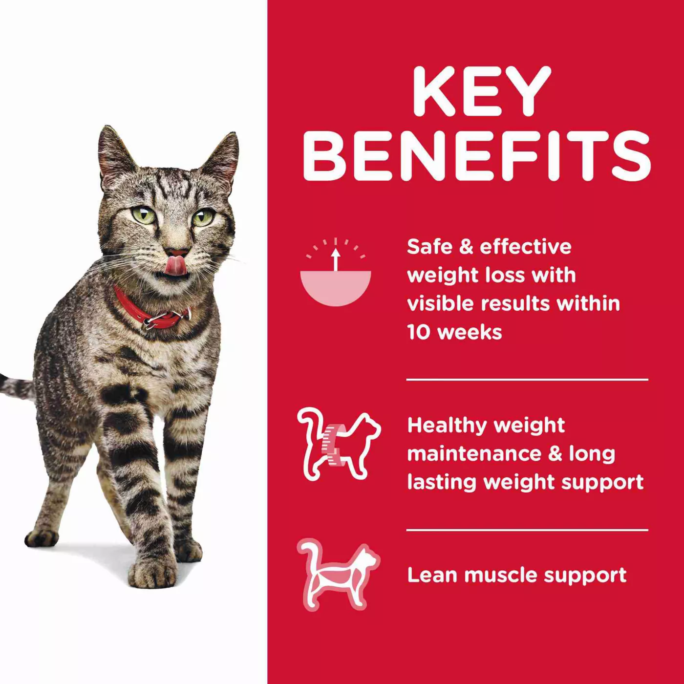 Cat diet for weight loss best sale