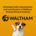 Pedigree Marrobone Adult Dog Treats Bacon & Cheese Flavour with Real Bone Marrow, Vitamin Enriched image thumbnail 6