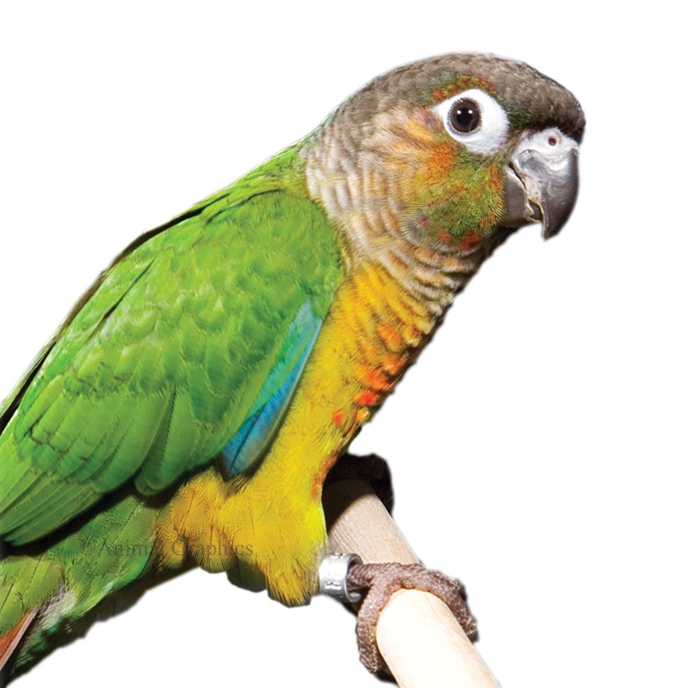 PetSmart Green Cheek Conure For Sale 