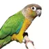 Green Cheek Conure image thumbnail 1