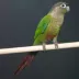 Green Cheek Conure image thumbnail 2