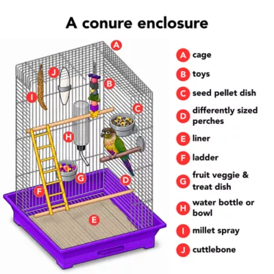 Green Cheek Conure - Image 4