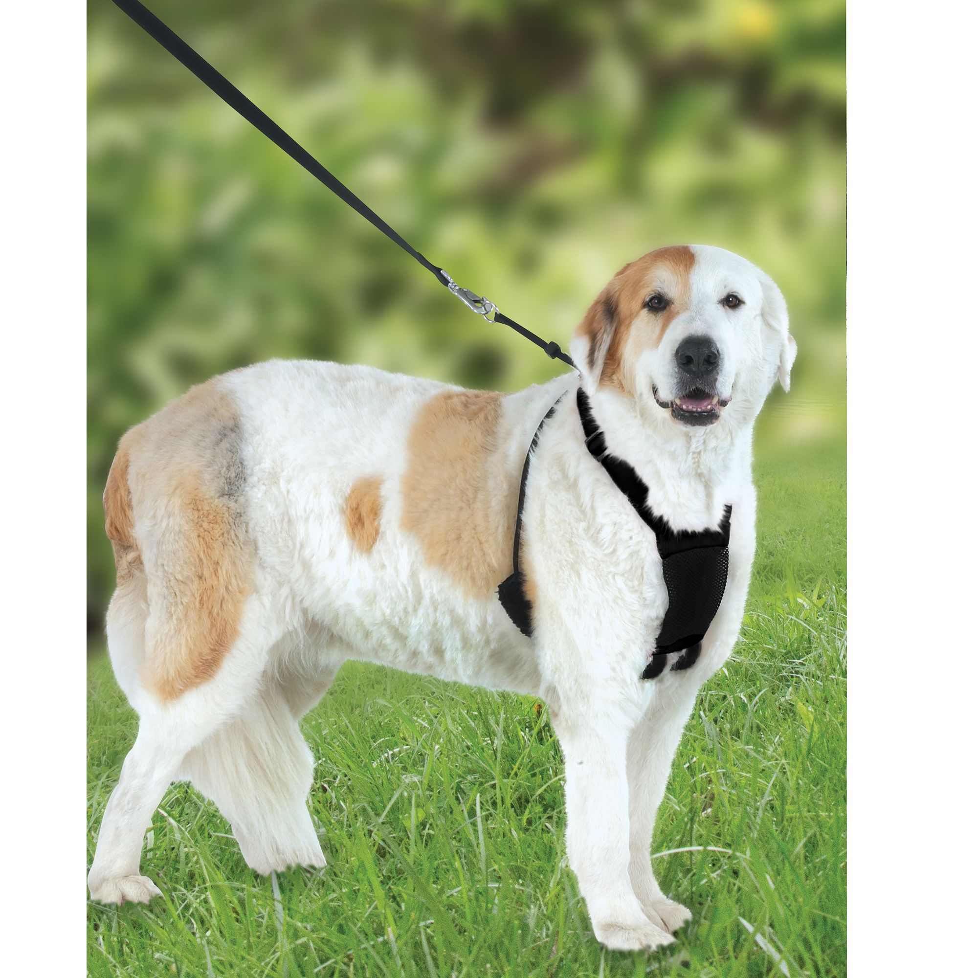 best non slip dog harness