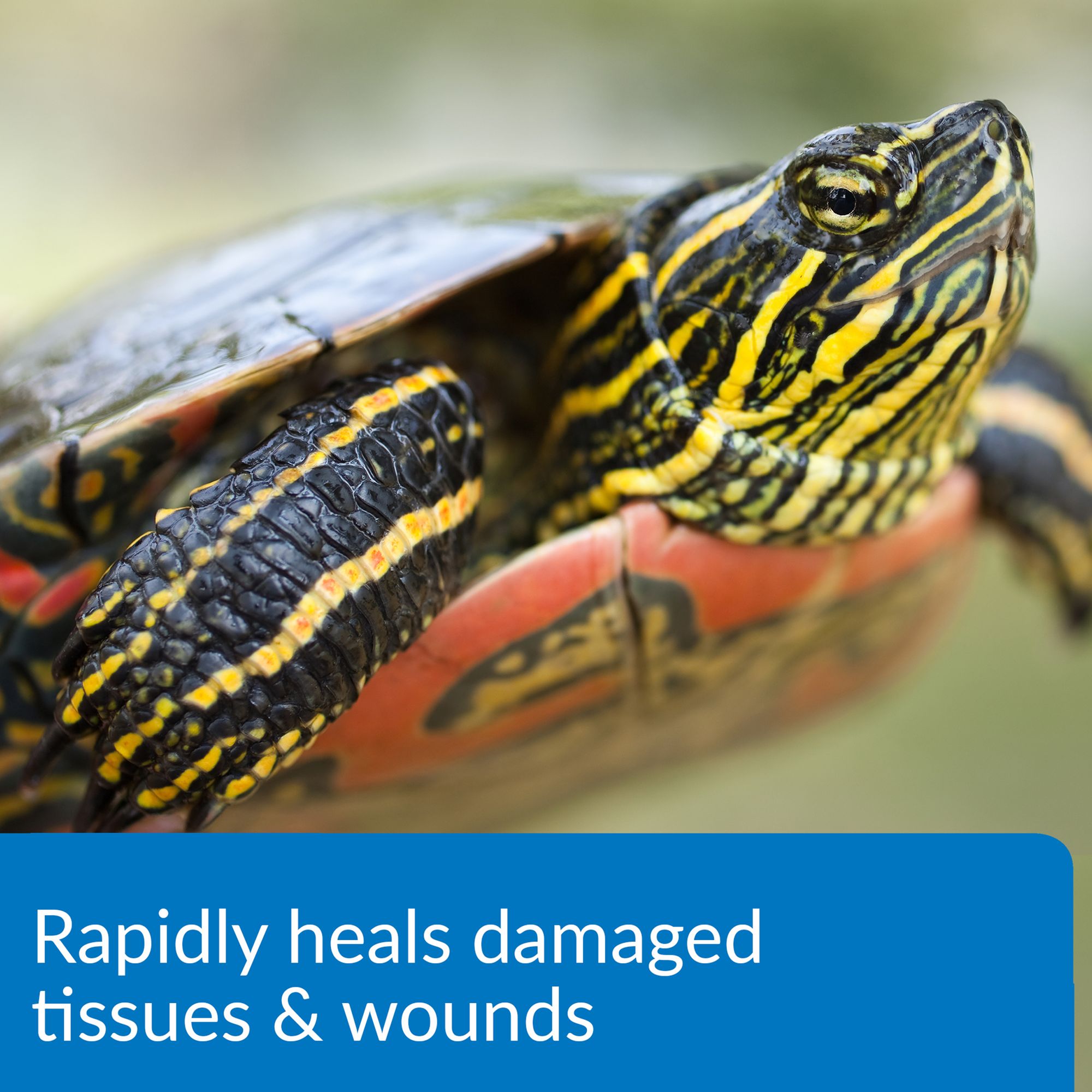 API® Turtle Fix - Turtle Health Care - 8 oz - thumbnail 4
