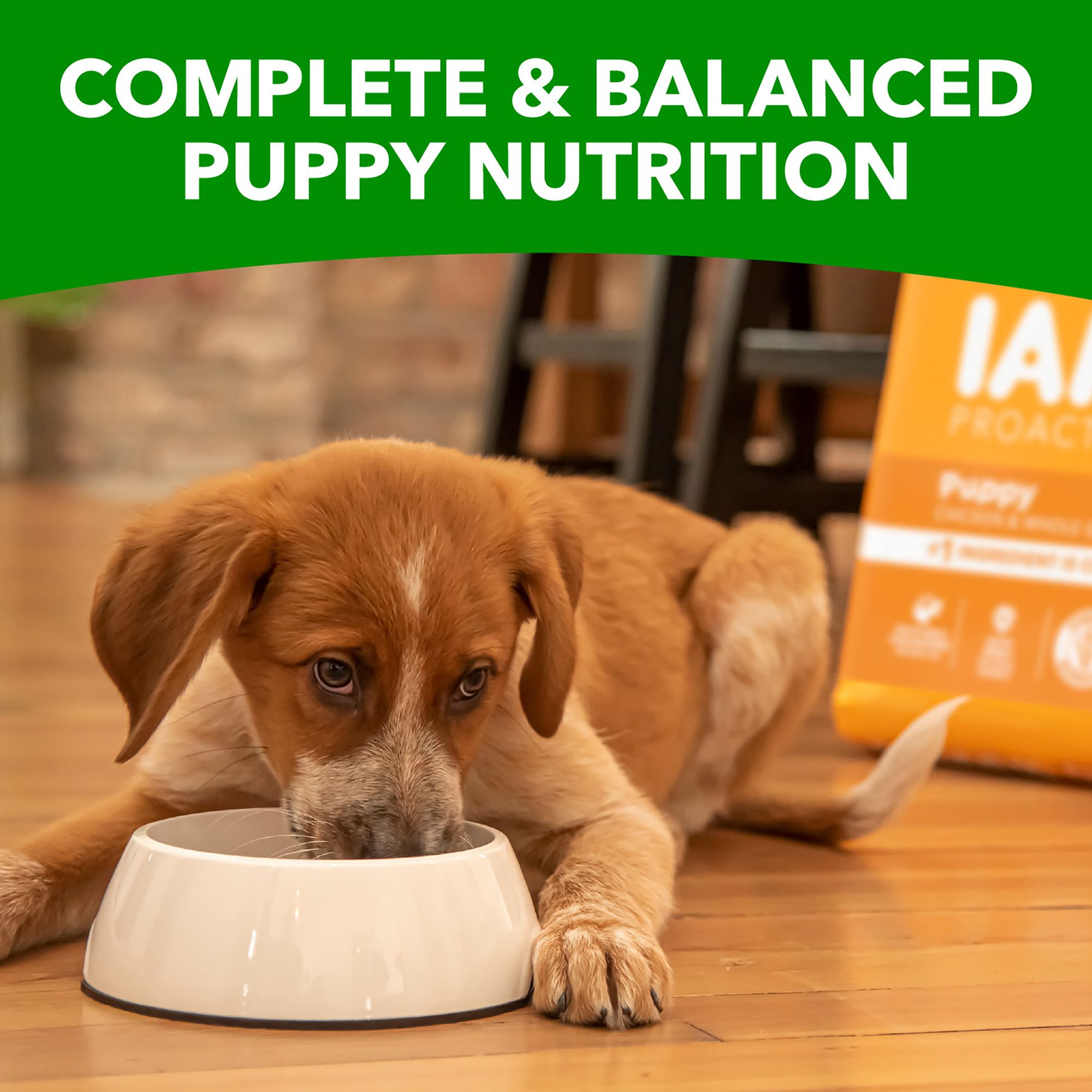 petsmart iams puppy food