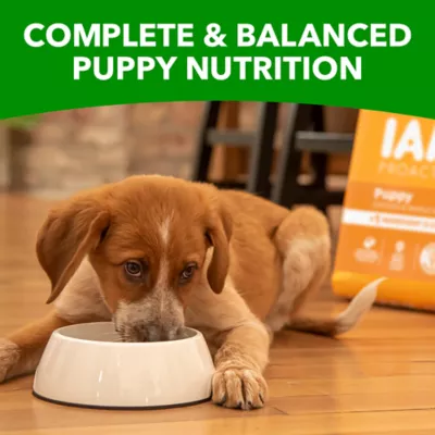 IAMS Proactive Health Puppy Dry Dog Food Healthy Development Chicken Whole Grains